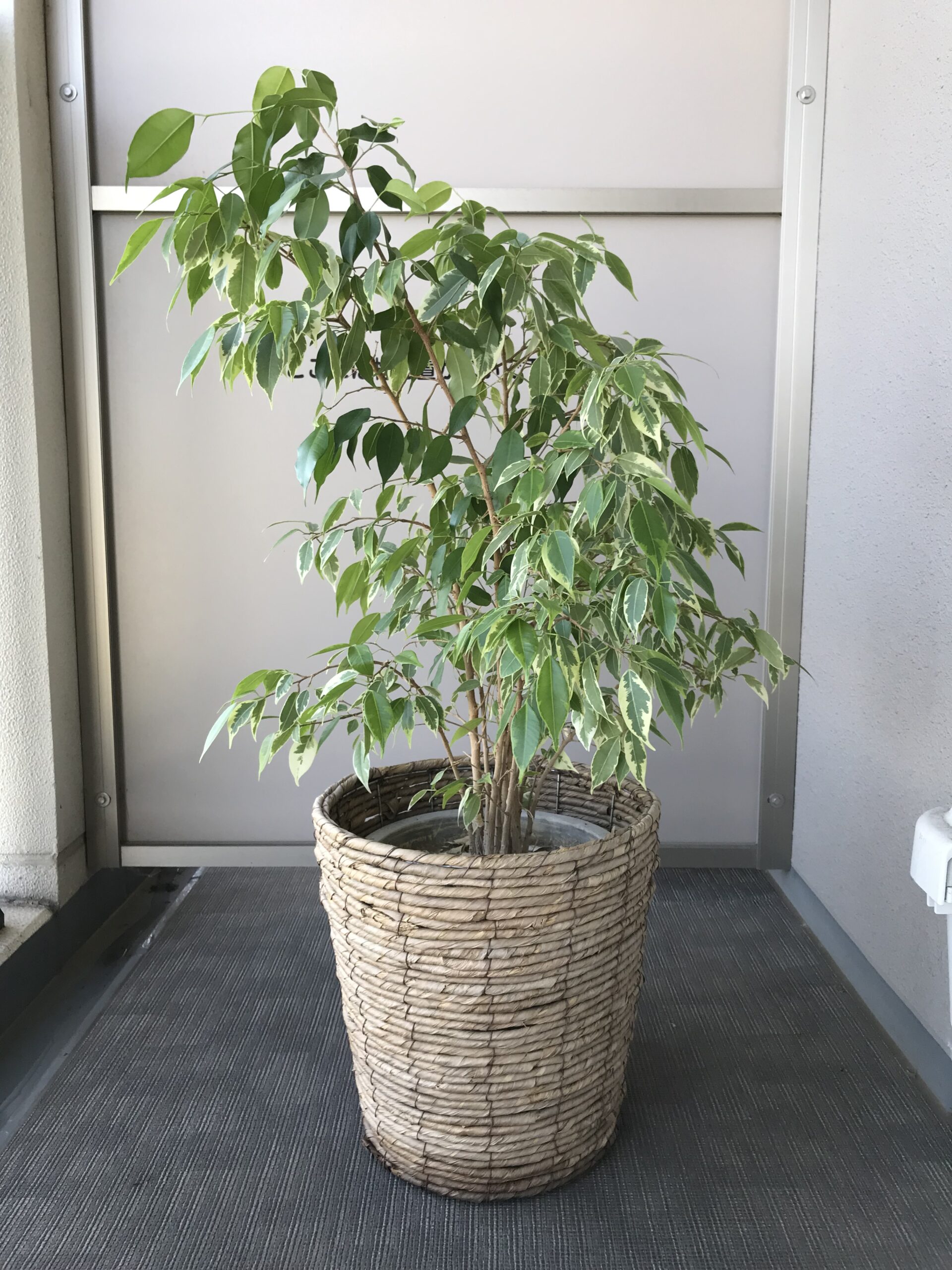 観葉植物】初心者必見！レチューザ（鉢）への植え替え入門│jusoblo